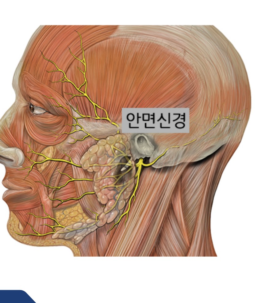얼굴을 지나는 안면신경의 해부 구조 그림